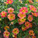 Calibrachoa Chameleon Sunshine Berry